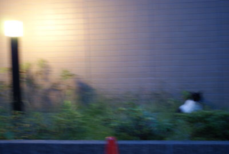 ファインダーをのぞいての通常撮影だとブレてしまうシャッター速度でも…