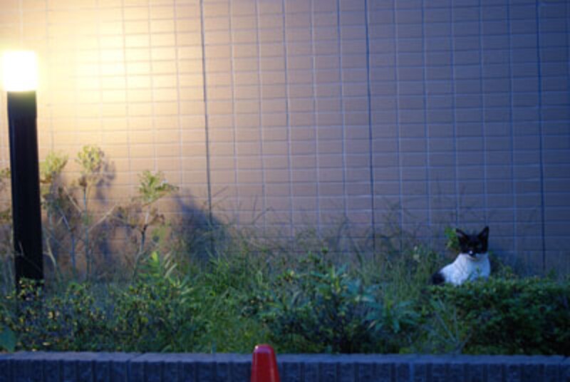 ライブビューモードで、しっかり固定して撮影するとブレが少なくなります