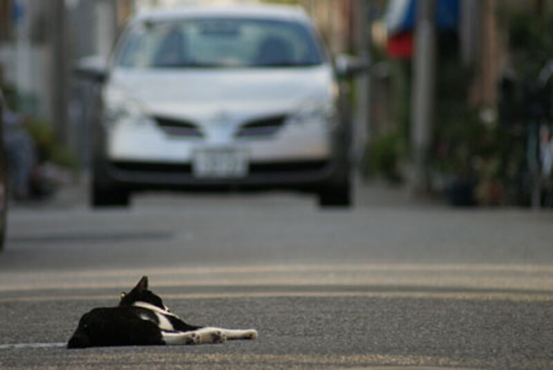 直前まで車が来ても、猫さん、動じません?!