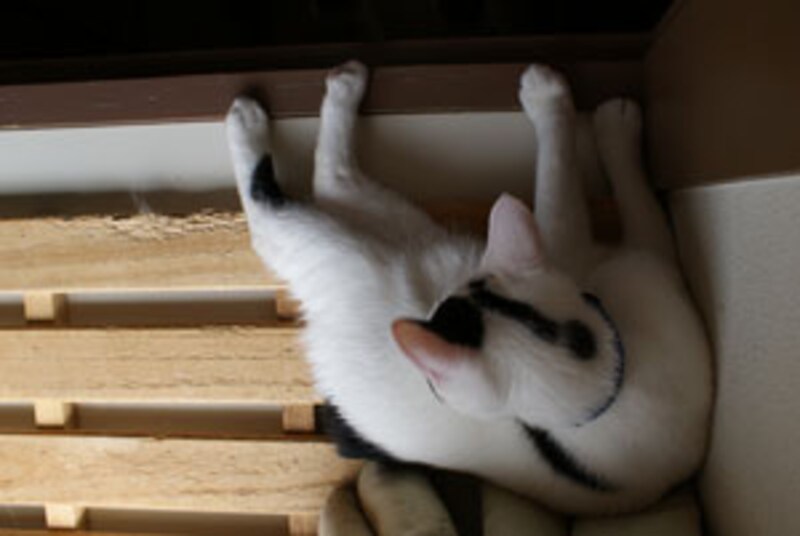 真上から猫を見ると…