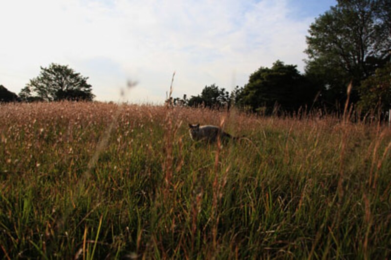 オートライティングオプティマイザで逆光時も補正OK