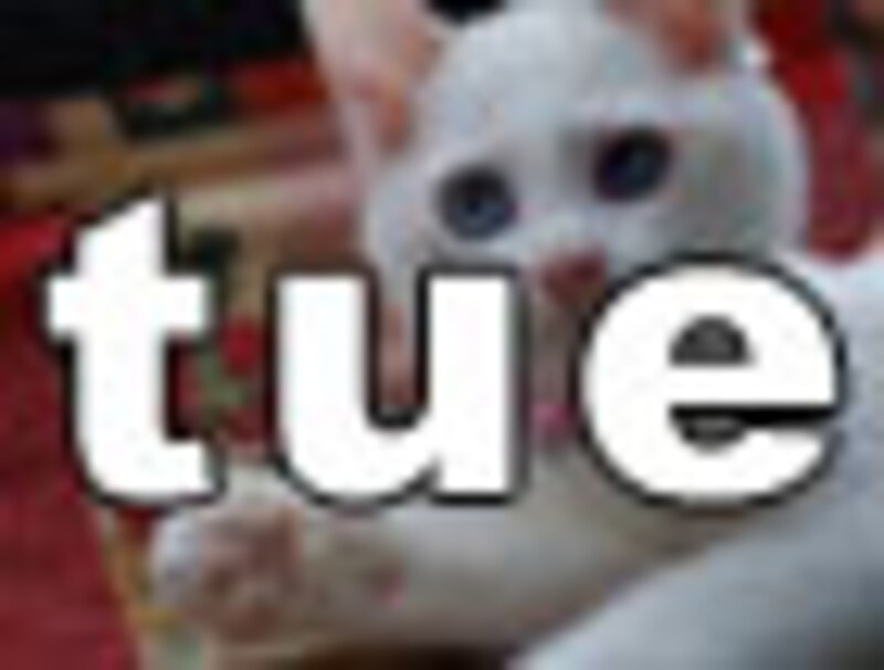 今日のねこさん・火曜日