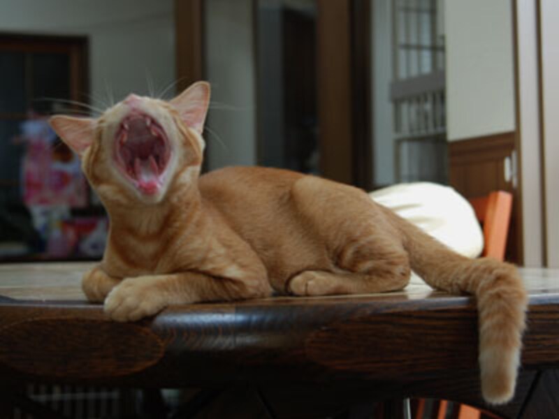 思いっきり大口開けて。。。あごはずれないかな?