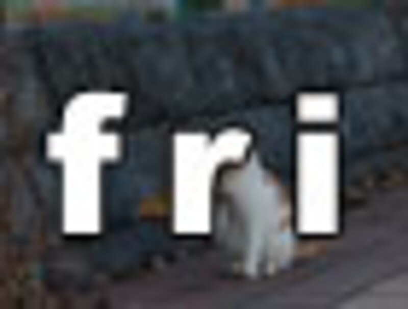 今日のねこさん・金曜日