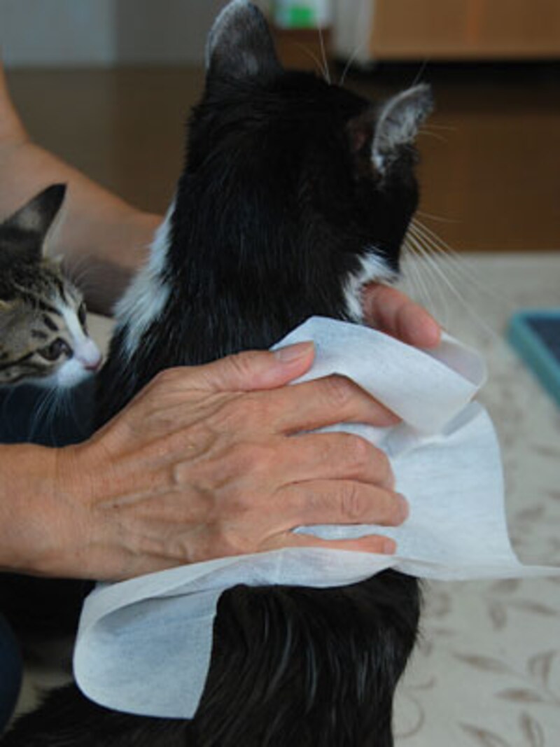 毛並みに沿って優しく拭きます