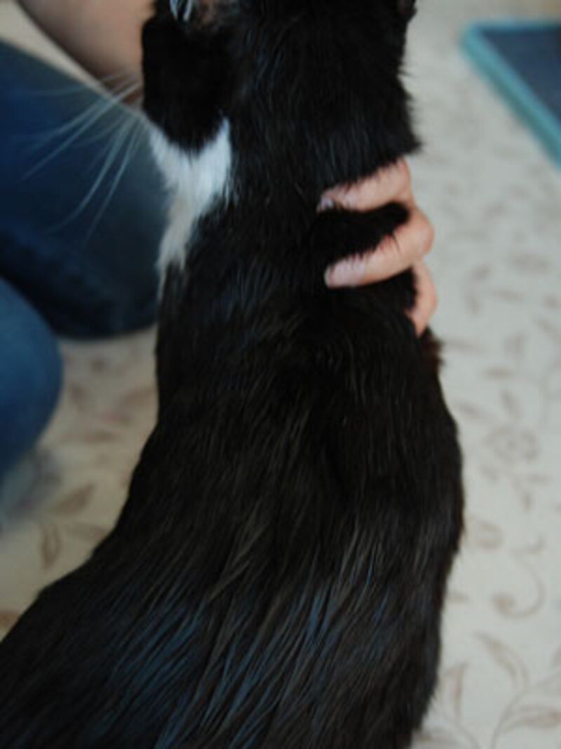 サラつやに仕上がって、埃も付きにくくなります