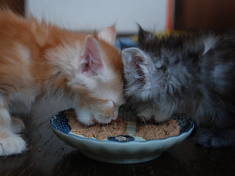 こにゃんは額をくっつけて仲良く食事中