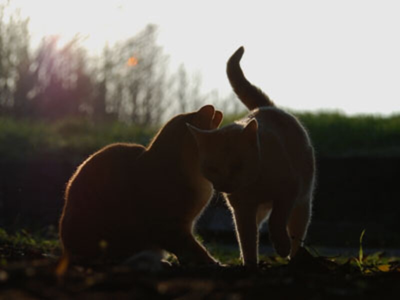 新しい年も穏やかに暮らせるといいね~