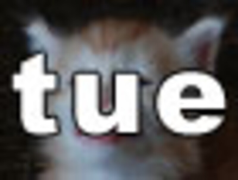 今日のねこさん・火曜日