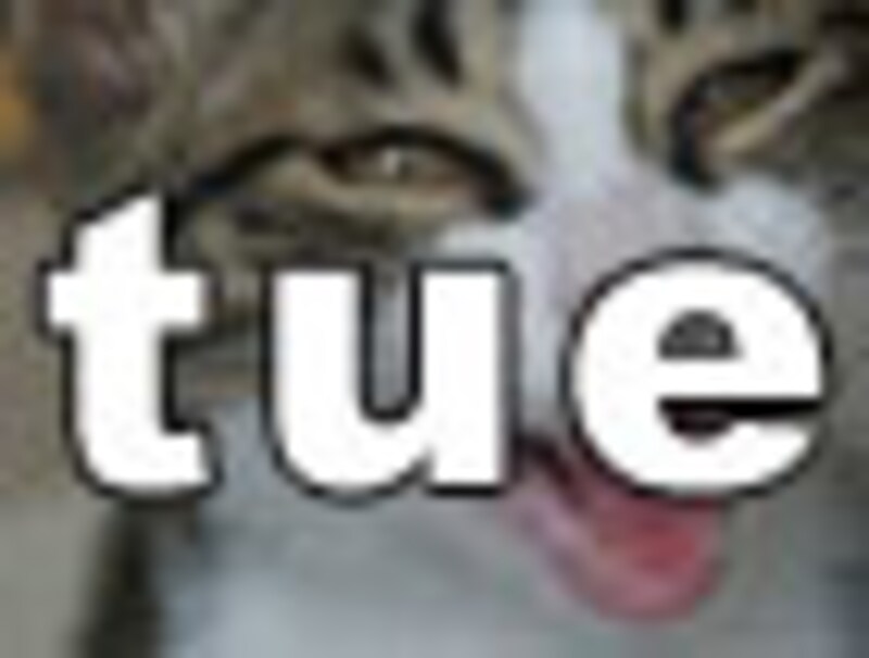 今日のねこさん・火曜日