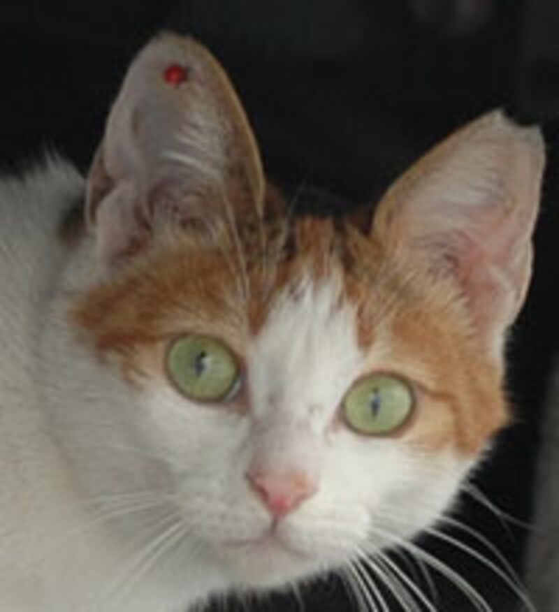 耳カットは不妊手術済みの印