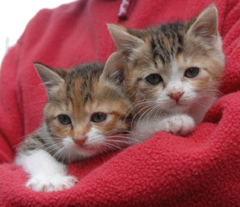 新しいおうちが見つかりました♪