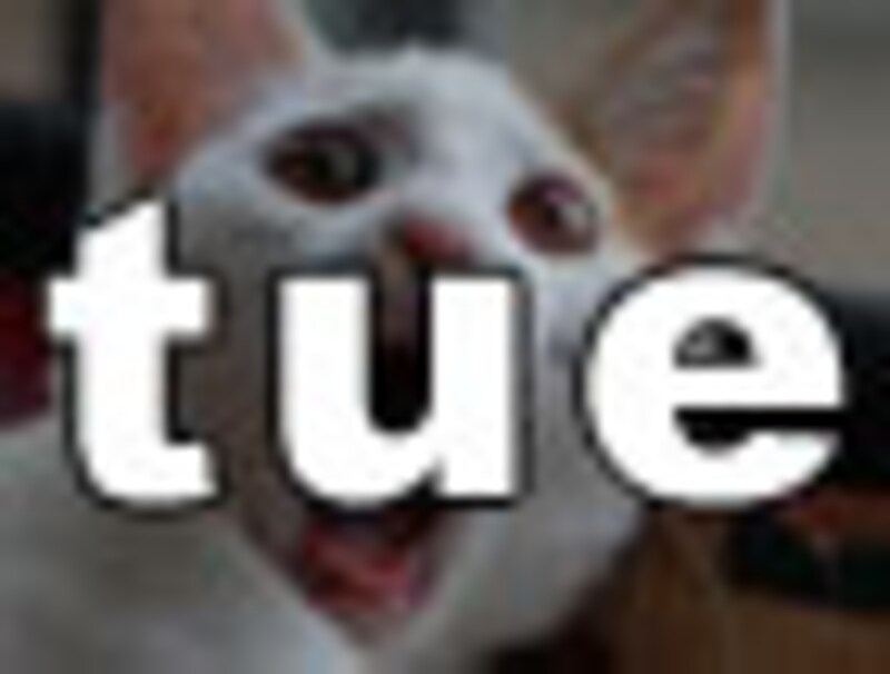 今日のねこさん・火曜日