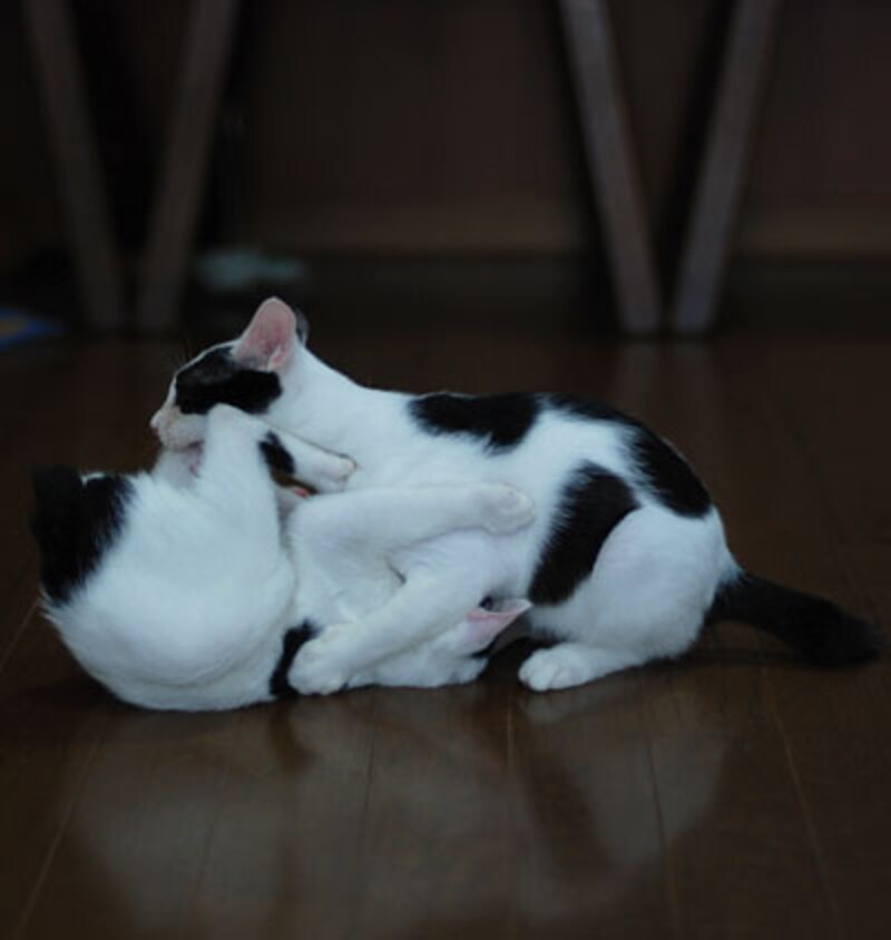かわいい猫のしぐさランキング!19位:猫キック