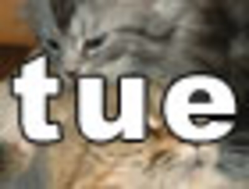 今日のねこさん・火曜日
