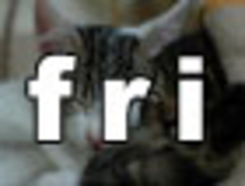 今日のねこさん・金曜日