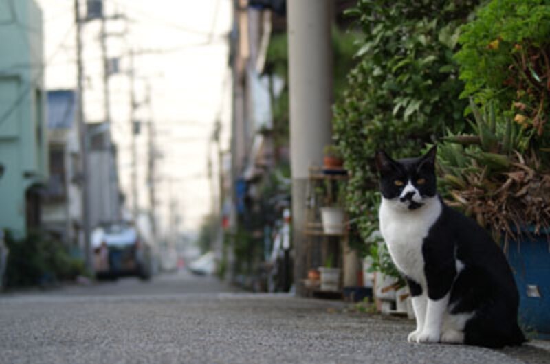 ほら、ボクちょうど白黒だし。夕方は、毎日見回りするわけですよ。