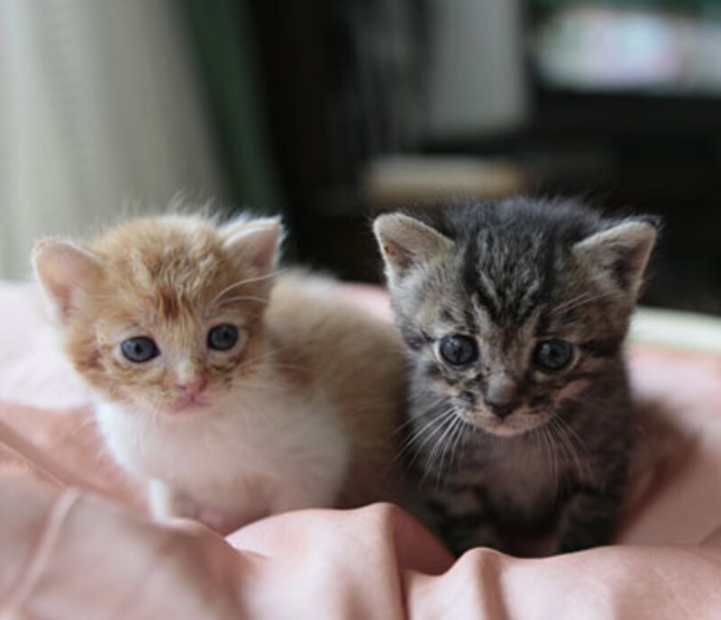 保護されて30日目