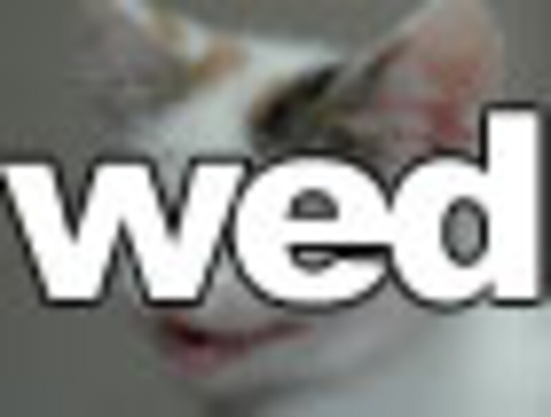 今日のねこさん・水曜日