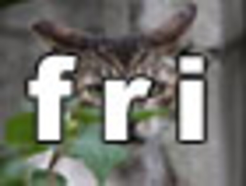 今日のねこさん・金曜日