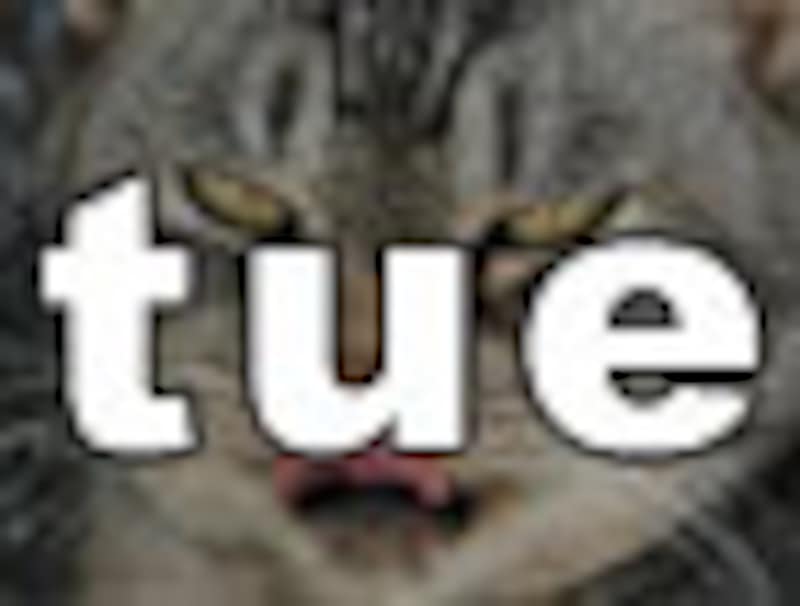 今日のねこさん・火曜日