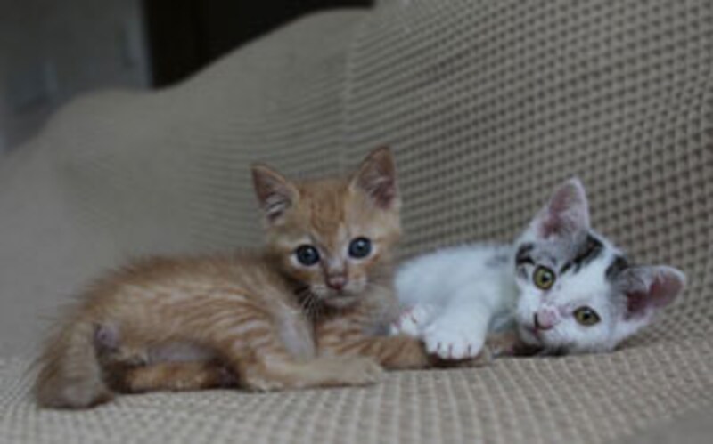 新しい家族を捜している子猫たち