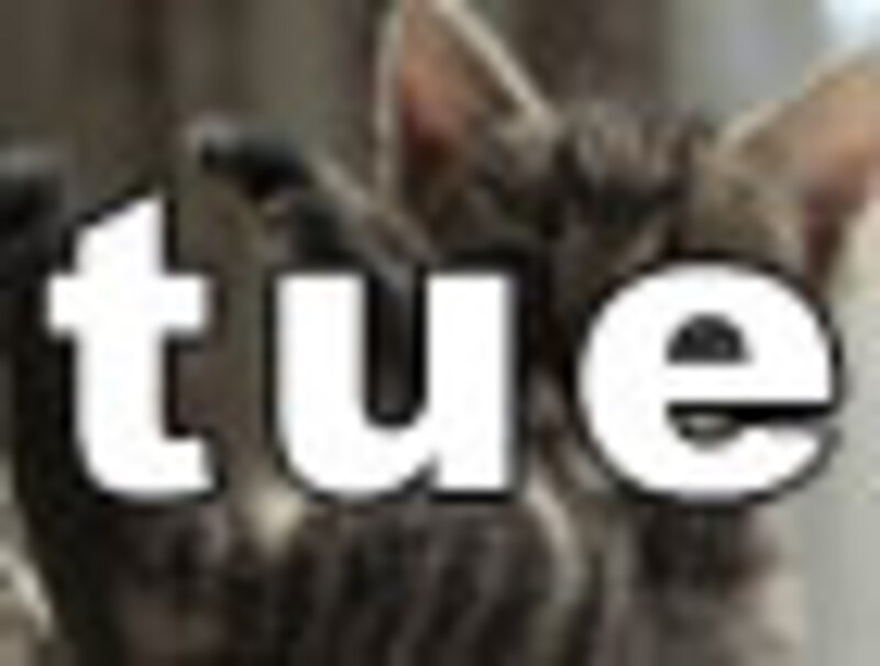 今日のねこさん・火曜日
