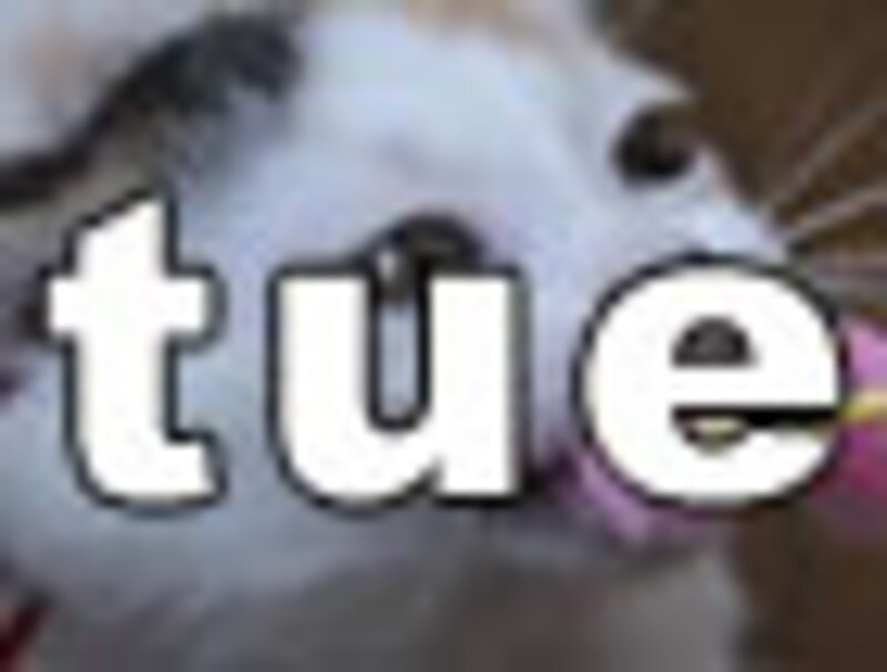 今日のねこさん・火曜日