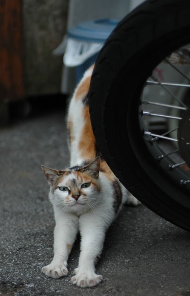 あたし、うみぃ~~って伸びるのよん♪