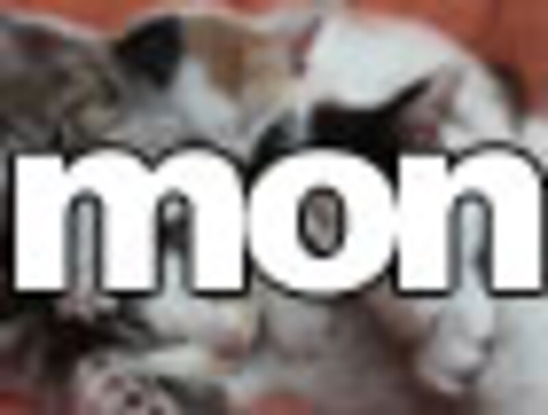 今日のねこさん・月曜日