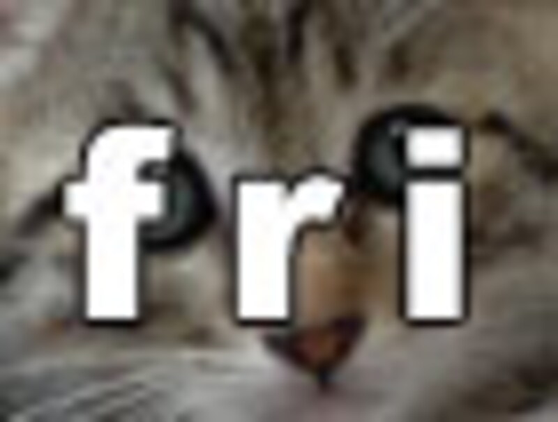 今日のねこさん・金曜日