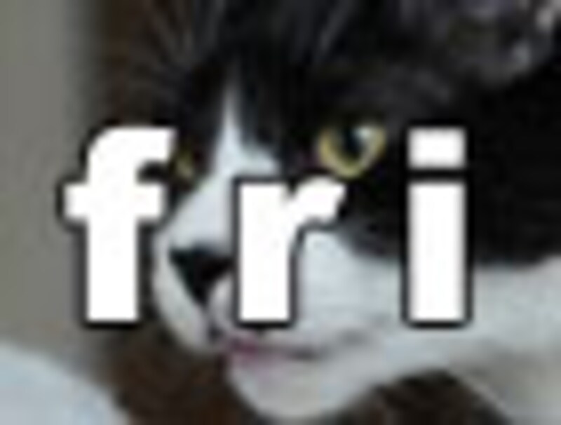 今日のねこさん・金曜日