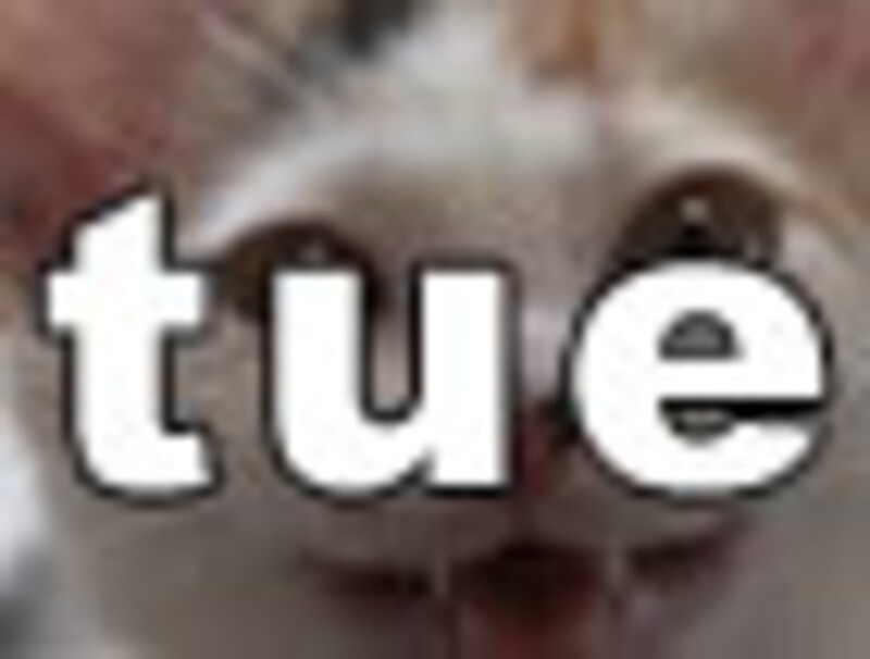 今日のねこさん・火曜日