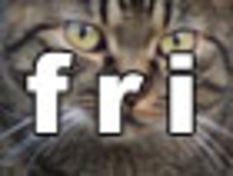 今日のねこさん・金曜日