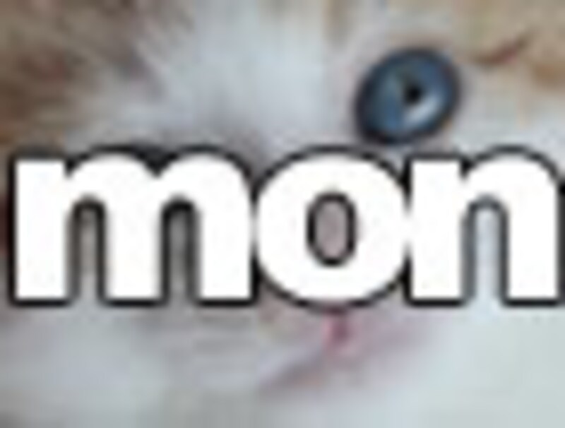 今日のねこさん・月曜日