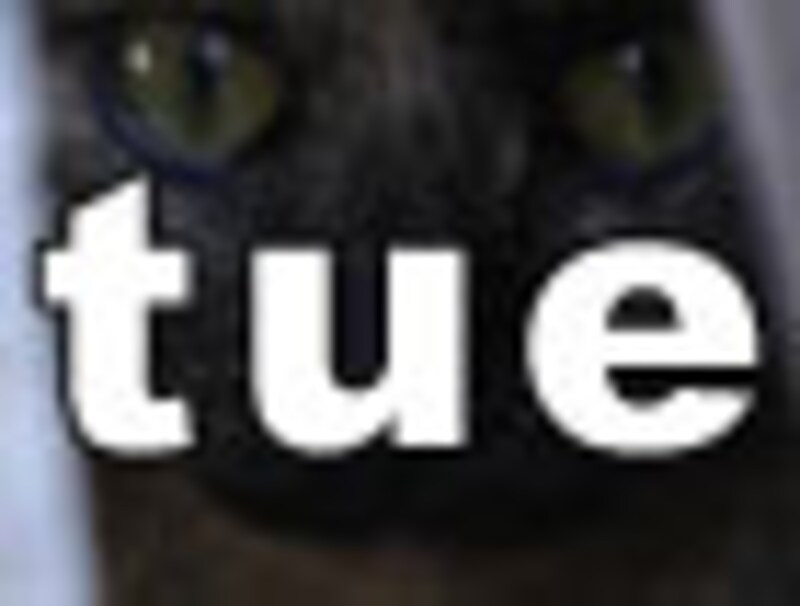今日のねこさん・火曜日