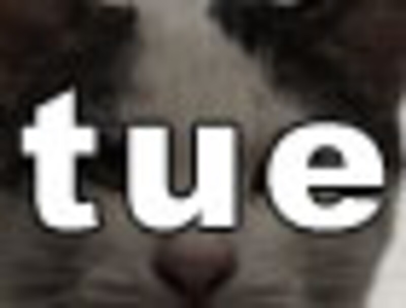 今日のねこさん・火曜日