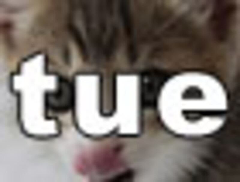 今日のねこさん・火曜日
