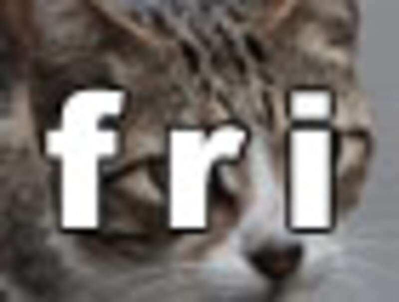 今日のねこさん・金曜日