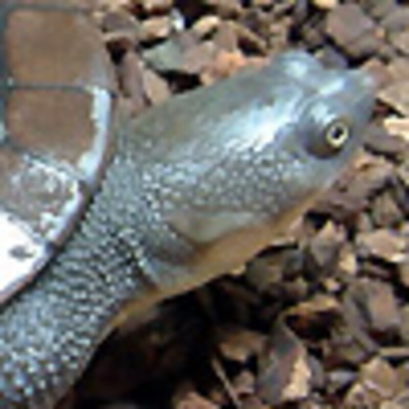 マッコードナガクビガメ