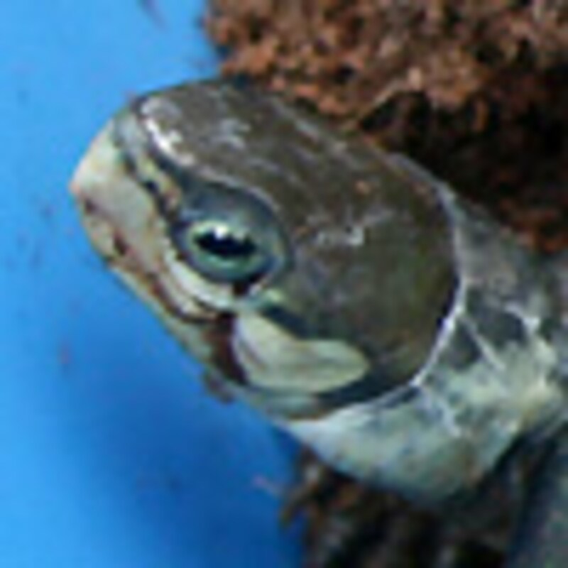 クロハラハコガメ