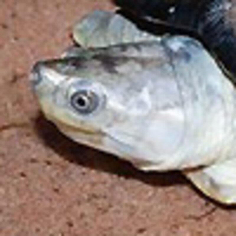 オオセタカガメ