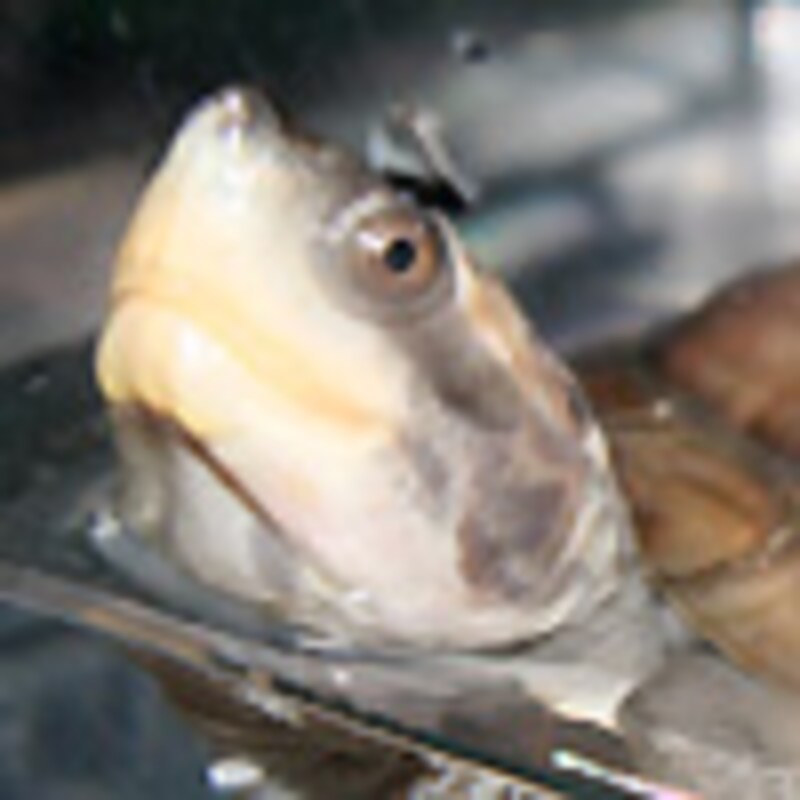 ニシキセタカガメ