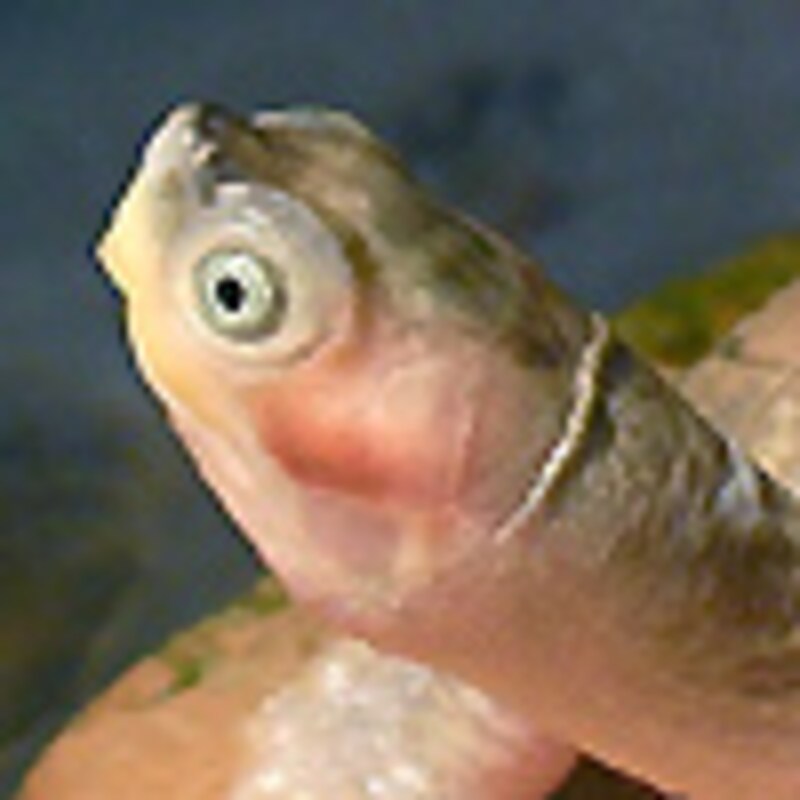 シロアシセタカガメ