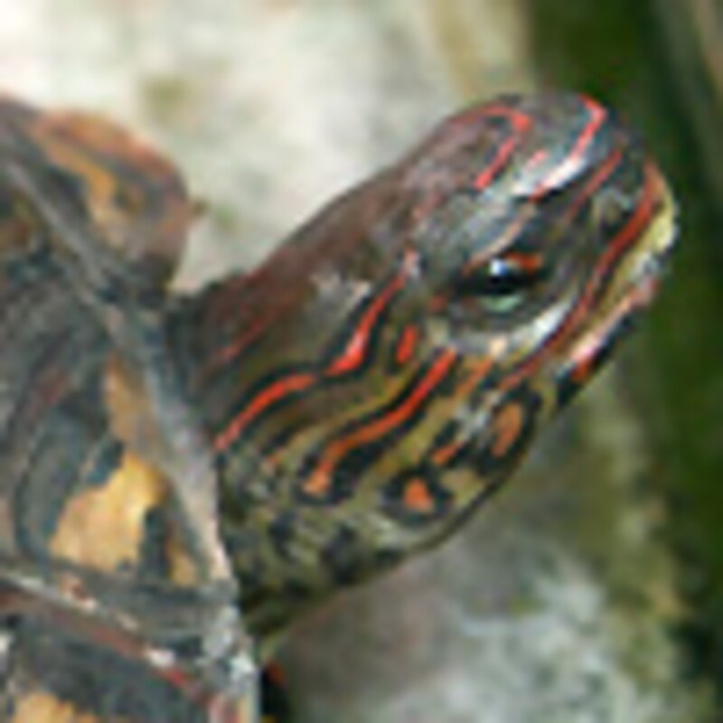 マンヤマガメ