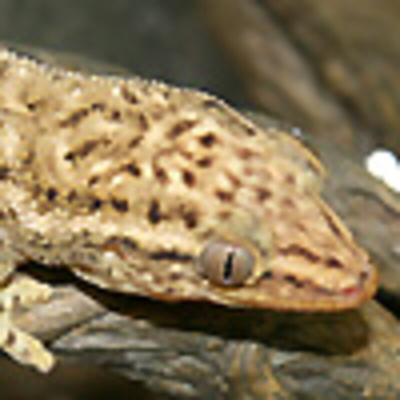 セイシェルブロンズゲッコー