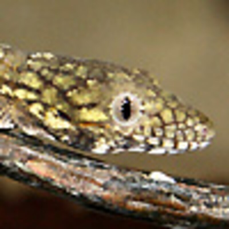 クチサケヤモリ