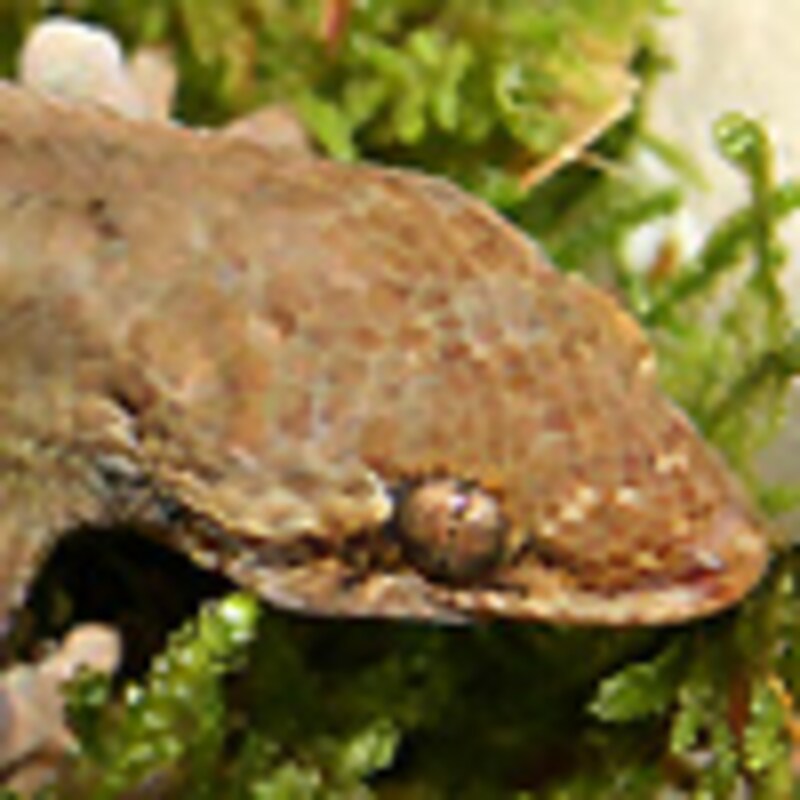 オオバクチヤモリ