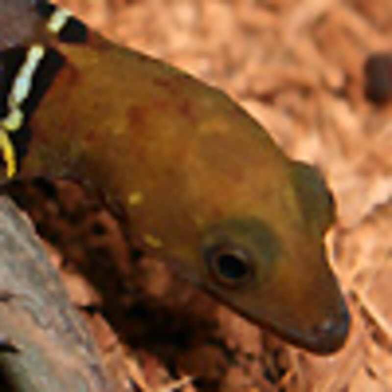 アイスポットゲッコー