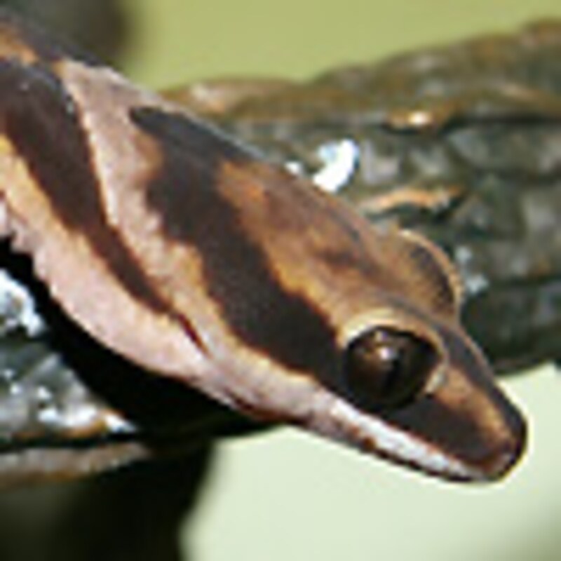 ハスオビビロードヤモリ